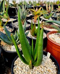 Image result for Aloe spicata