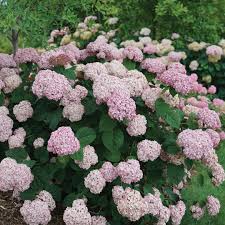 The first noticeable difference is the flowers. Incrediball Blush Hydrangea Spring Meadow Wholesale Liners Spring Meadow Nursery