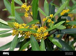 Image result for Lindackeria fragrans