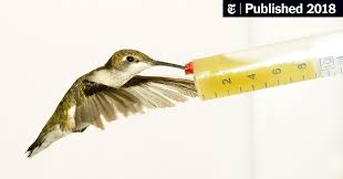 Hummingbirds are birds native to the americas and constitute the biological family trochilidae. The Amazing Metabolism Of Hummingbirds The New York Times