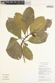 Image result for Terminalia superba