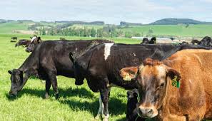 Maybe you would like to learn more about one of these? Meat Should Be 2 5 Times More Expensive Than It Is Study Finds But Nz Producers Say That S Not The Case Here Newshub