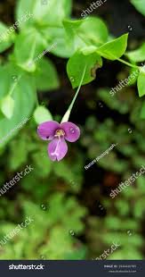 Image result for Canscora diffusa