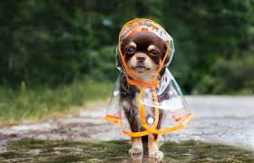 Pet Disaster Prepardness - North Orange Animal Hospital