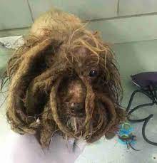 Tiny Matted Dog Gets Most Amazing Makeover Matted Dog Hair Matted Hair Dog Hair