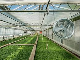 The humidification and cooling of air as well as ventilation of the greenhouse in the summer period. The Importance Of Ventilation In Greenhouse The Importance Of Air Circulation In Hot Climate
