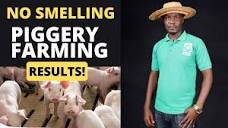 Massive production from Pig Farming | REAL and Practical Results ...