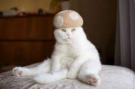 Crafty Cat Lover Photographs Cats In Hats Made From Their Fur Crafting With Cat Hair Cat Hat Cats