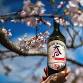 Japanese Whisky & Koji Fermentation: Science...