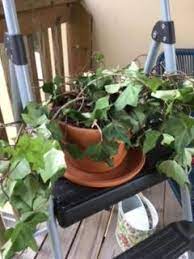 English ivy is an attractive plant in the ginseng family. Dying Twiggy English Ivy Houseplant Gardening Landscaping Stack Exchange