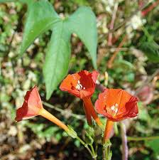 Image result for Ipomoea sinensis