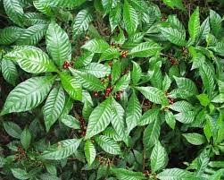 Image result for Psychotria palustris
