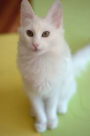 Turkish Angora Cat Pictures And Information Cat Breeds Com Turkish Angora Cat Angora Cats Cats