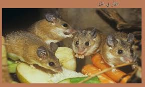 الفأر في الحلم تفسير حلم الفئران موسوعة