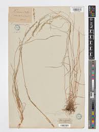 Image result for Eragrostis sarmentosa