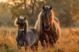 Quelle est la différence entre un cheval et un poney - Les belles écuries