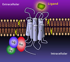 Chemokines And Chemokine Receptors