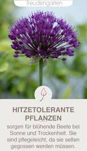 Pflanzen Fur Trockene Und Sonnige Standorte Plants Diy Garden Projects Garden Plants Design