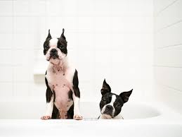 Using this spray has gotten rid of the yeast infection on their dogs. Treat My Dog S Yeast Skin Infection At Home Maggielovesorbit Com