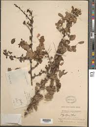 Image result for Phyllanthus ovalifolius