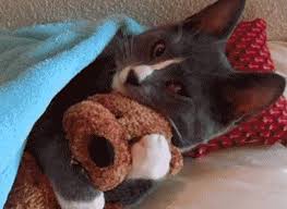 Résultat de recherche d'images pour "images gifs année bissextile"