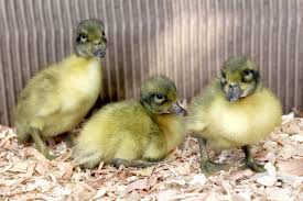 Black And Yellow Duckling Breed Welsh Harlequin Ducklings One Of Our Calmest Breeds Duck Breeds Backyard Ducks Duck And Ducklings
