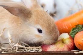 In addition to eating ground parts of plants, the animal can find its food in the soil layer, in the form of various roots. Feeding A Rabbit Apples Rabbit Eating Can Rabbits Eat Apples Rabbit