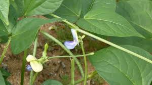 Image result for Vigna unguiculata