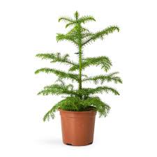 Image result for Arauk rie Araucaria