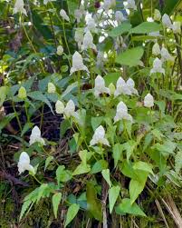 Image result for Disperis