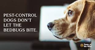 One of the most popular types are electronic devices, commonly known as bug zappers. Termite Dogs And Other Pest Detecting Canines Taste Of The Wild
