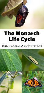 Monarch Butterfly Life Cycle Fireflies And Mud Pies
