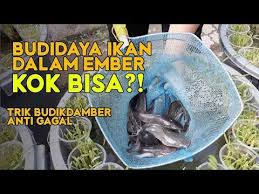 Viral video budikdamber, pelihara ikan dan tanam sayur di ember, ini cerita penemunya. Tutorial Budidaya Ikan Dalam Ember Cara Budikdamber Anti Gagal Youtube Fish Pet Ember Anti