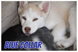 Find puppies and dogs for sale in utah and idaho. Litter Of 8 Siberian Husky Puppies For Sale In Chandler Az Adn 72072 On Puppyfinder Com Gender Female Age 11 Week Husky Puppies For Sale Husky Puppy Husky