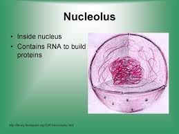 Nucleolus animal cell structure and function. Cell Structure Function Online Presentation