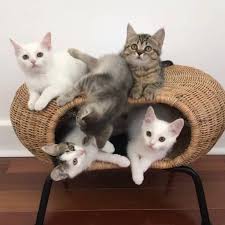 9 stylish ikea hacks your cat will love. 9 Stylish Ikea Hacks Your Cat Will Love Apartment Therapy