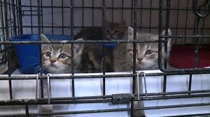 Here are all the possible meanings and translations of the word feral cat. Scranton S Feral Cat Problem Worsening Amid Pandemic Wnep Com