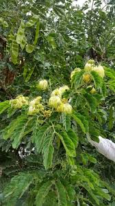 Image result for Albizia glaberrima