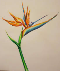 Sketch Bird Of Paradise Flower Drawing Bird Of Paradise Colored Pencil Prismacolor By Jennifer Cenzori Lenahan Color Pencil Sketch Color Pencil Art Birds Of Paradise