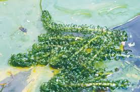 Image result for Lagarosiphon major