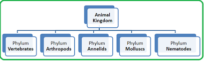 Classification Biology Notes For Igcse 2014