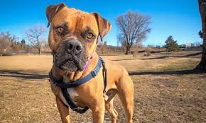 Boxer puppy rescue san diego. These Sweet Denver Based Canines Are Up For Adoption And In Need Of
