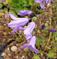 What kind of plants are in the campanula genus? Buy Campanula Portenschlagiana Resholt S Variety