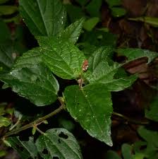 Image result for Acalypha paucifolia