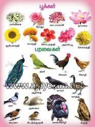 Flowers Birds In Tamil Chart