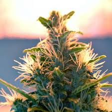 Check spelling or type a new query. Sale Of Lowryder 2 Automatic Feminized Seeds From Doctor Choise