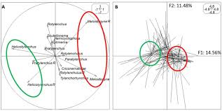 Image result for Athrixia phylicoides
