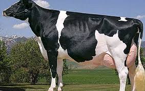 Hanya saja jenis angsa ini terdiri dari angsa. Lembu Altai Gambaran Dan Gambar Baka Umum Di Rantau Altai Ternakan