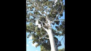 Image result for Eucalyptus grandis