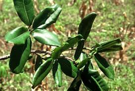 Image result for Ficus scassellatii